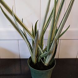 Sansevieria trifasciata 'Bantel's Sensation' Sansevieria trifasciata 'Bantel's Sensation'