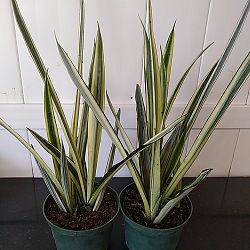 Sansevieria trifasciata 'Bantel's Sensation' Sansevieria trifasciata 'Bantel's Sensation'