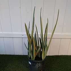 Sansevieria trifasciata 'Bantel's Sensation' Sansevieria trifasciata 'Bantel's Sensation'