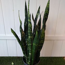 Sansevieria trifasciata 'Black Coral' Sansevieria trifasciata 'Black Coral'