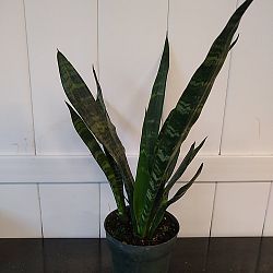 Sansevieria trifasciata 'Black Coral' Sansevieria trifasciata 'Black Coral'