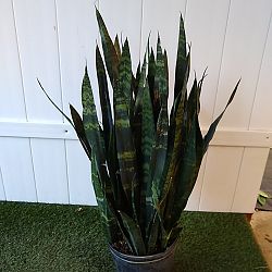 Sansevieria trifasciata 'Black Coral' Sansevieria trifasciata 'Black Coral'