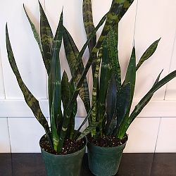 Sansevieria trifasciata 'Black Coral' Sansevieria trifasciata 'Black Coral'