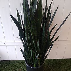 Sansevieria trifasciata 'Black Coral' Sansevieria trifasciata 'Black Coral'