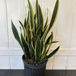 Sansevieria trifasciata 'Black Gold' Sansevieria trifasciata 'Black Gold'