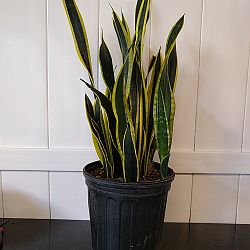 Sansevieria trifasciata 'Black Gold' Sansevieria trifasciata 'Black Gold'