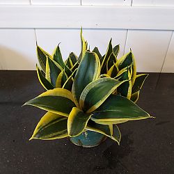 Sansevieria trifasciata 'Black Gold' Sansevieria trifasciata 'Black Gold'
