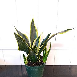 Sansevieria trifasciata 'Black Gold' Sansevieria trifasciata 'Black Gold'