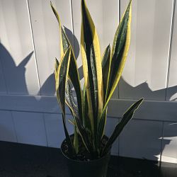 Sansevieria trifasciata 'Black Gold' Sansevieria trifasciata 'Black Gold'