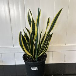 Sansevieria trifasciata 'Black Gold' Sansevieria trifasciata 'Black Gold'