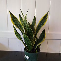 Sansevieria trifasciata 'Futura Superba' Sansevieria trifasciata 'Futura Superba'