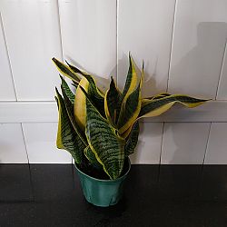 Sansevieria trifasciata 'Futura Superba' Sansevieria trifasciata 'Futura Superba'