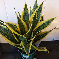 Sansevieria trifasciata 'Futura Superba' Sansevieria trifasciata 'Futura Superba'