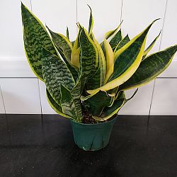 Sansevieria trifasciata 'Futura Superba' Sansevieria trifasciata 'Futura Superba'