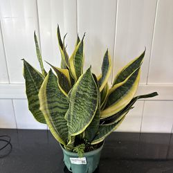 Sansevieria trifasciata 'Futura Superba' Sansevieria trifasciata 'Futura Superba'