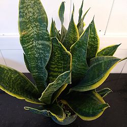 Sansevieria trifasciata 'Futura Superba' Sansevieria trifasciata 'Futura Superba'