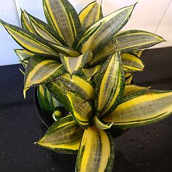 Sansevieria trifasciata 'Hahnii Golden' Sansevieria trifasciata 'Hahnii Golden'