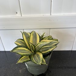 Sansevieria trifasciata 'Hahnii Golden' Sansevieria trifasciata 'Hahnii Golden'