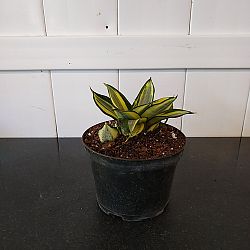 Sansevieria trifasciata 'Hahnii Golden' Sansevieria trifasciata 'Hahnii Golden'
