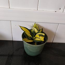 Sansevieria trifasciata 'Hahnii Golden' Sansevieria trifasciata 'Hahnii Golden'