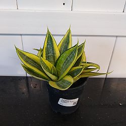 Sansevieria trifasciata 'Hahnii Golden' Sansevieria trifasciata 'Hahnii Golden'