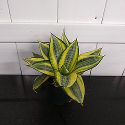Sansevieria trifasciata 'Hahnii Golden' Sansevieria trifasciata 'Hahnii Golden'