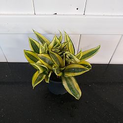 Sansevieria trifasciata 'Hahnii Golden' Sansevieria trifasciata 'Hahnii Golden'