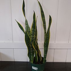 Sansevieria trifasciata 'Laurentii' Sansevieria trifasciata 'Laurentii'