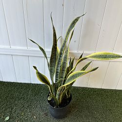 Sansevieria trifasciata 'Laurentii' Sansevieria trifasciata 'Laurentii'