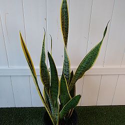 Sansevieria trifasciata 'Laurentii' Sansevieria trifasciata 'Laurentii'
