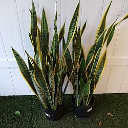 Sansevieria trifasciata 'Laurentii' Sansevieria trifasciata 'Laurentii'