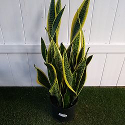 Sansevieria trifasciata 'Laurentii' Sansevieria trifasciata 'Laurentii'