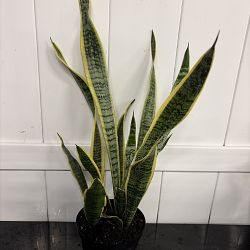Sansevieria trifasciata 'Laurentii' Sansevieria trifasciata 'Laurentii'