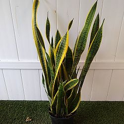 Sansevieria trifasciata 'Laurentii' Sansevieria trifasciata 'Laurentii'