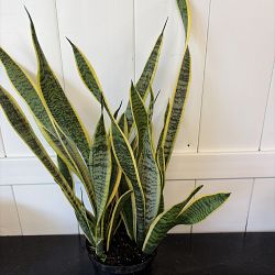 Sansevieria trifasciata 'Laurentii' Sansevieria trifasciata 'Laurentii'