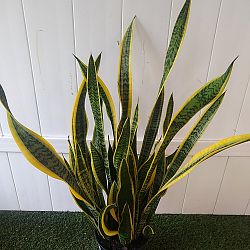 Sansevieria trifasciata 'Laurentii' Sansevieria trifasciata 'Laurentii'