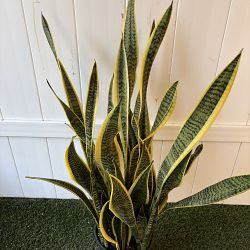 Sansevieria trifasciata 'Laurentii' Sansevieria trifasciata 'Laurentii'
