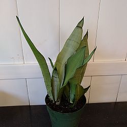 Sansevieria trifasciata 'Moonshine' Sansevieria trifasciata 'Moonshine'