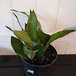 Sansevieria trifasciata 'Moonshine' Sansevieria trifasciata 'Moonshine'