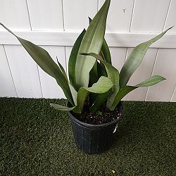 Sansevieria trifasciata 'Moonshine' Sansevieria trifasciata 'Moonshine'