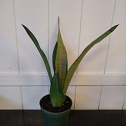 Sansevieria trifasciata 'Moonshine' Sansevieria trifasciata 'Moonshine'