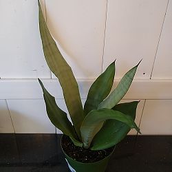 Sansevieria trifasciata 'Moonshine' Sansevieria trifasciata 'Moonshine'