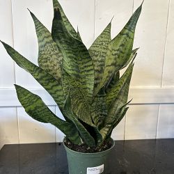 Sansevieria trifasciata 'Robusta' Sansevieria trifasciata 'Robusta'
