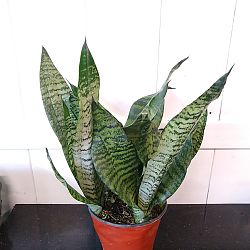Sansevieria trifasciata 'Robusta' Sansevieria trifasciata 'Robusta'