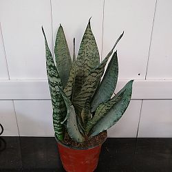 Sansevieria trifasciata 'Robusta' Sansevieria trifasciata 'Robusta'