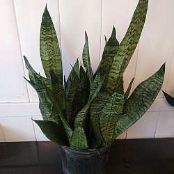 Sansevieria trifasciata 'Robusta' Sansevieria trifasciata 'Robusta'