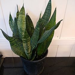 Sansevieria trifasciata 'Robusta' Sansevieria trifasciata 'Robusta'