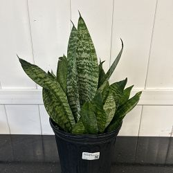 Sansevieria trifasciata 'Robusta' Sansevieria trifasciata 'Robusta'