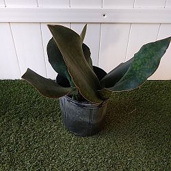 Whale Fin Sansevieria Whale Fin Sansevieria