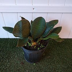 Whale Fin Sansevieria Whale Fin Sansevieria